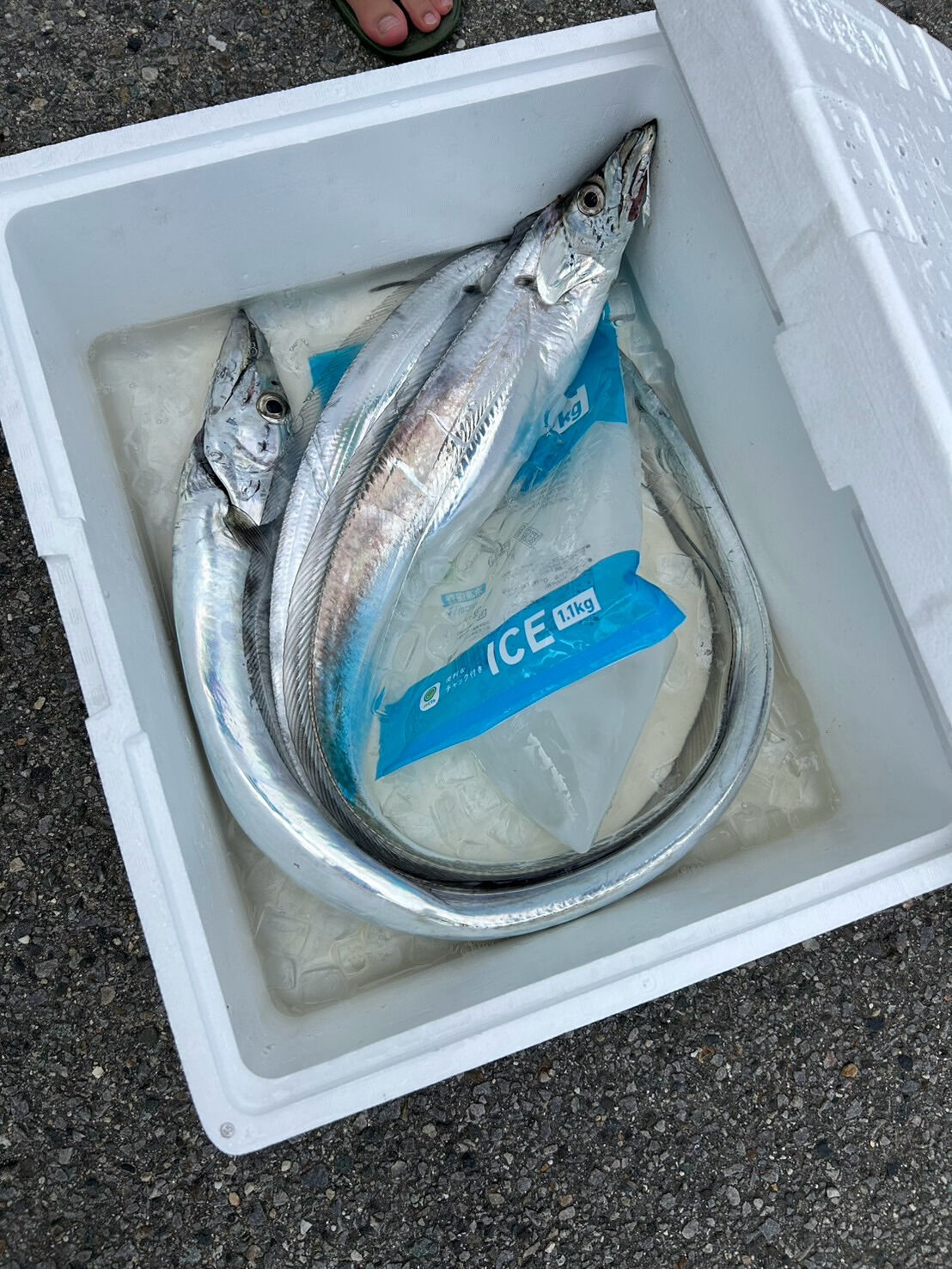 【海釣りに行きました！】